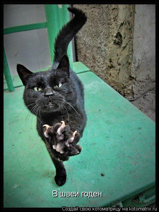 Котоматрица: В швеи годен
