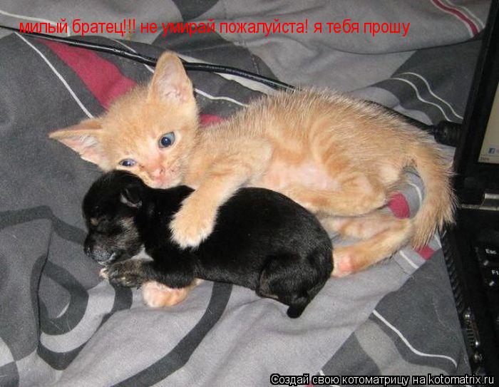Котоматрица: милый братец!!! не умирай пожалуйста! я тебя  милый братец!!! не умирай пожалуйста! я тебя прошу