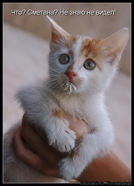 Котоматрица: Что? Сметана? Не знаю не видел!