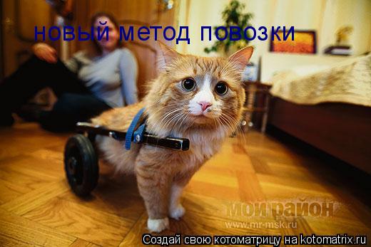 Котоматрица: новый метод повозки