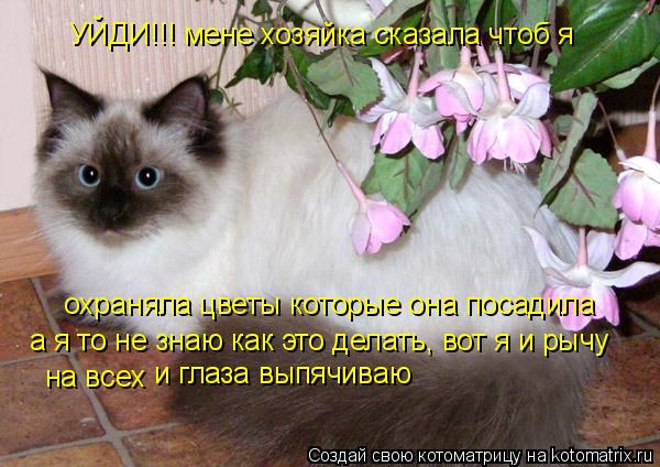 Котоматрица: УЙДИ!!! мене хозяйка сказала чтоб я охраняла цветы которые она посадила а я то не знаю как это делать, вот я и рычу  на всех и глаза выпячиваю