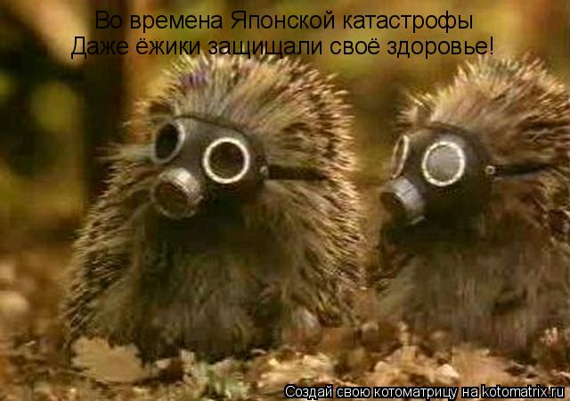 Котоматрица: Во времена Японской катастрофы  Даже ёжики защищали своё здоровье!