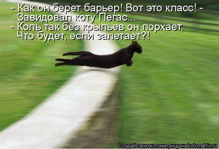 Котоматрица: - Как он берет барьер! Вот это класс! -  Завидовал коту Пегас... - Коль так без крыльев он порхает, Что будет, если залетает?!