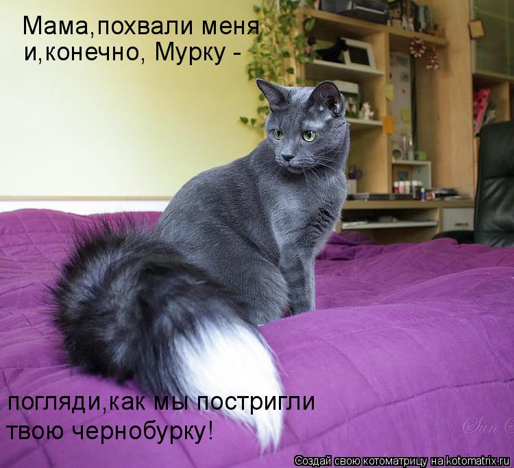 Котоматрица: Мама,похвали меня  и,конечно, Мурку - погляди,как мы постригли твою чернобурку!