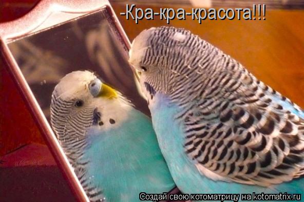 Котоматрица: -Кра-кра-красота!!!