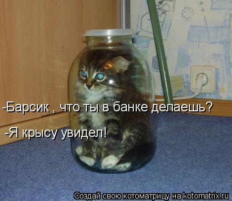 Котоматрица: -Барсик , что ты в банке делаешь? -Я крысу увиде -Я крысу увидел!