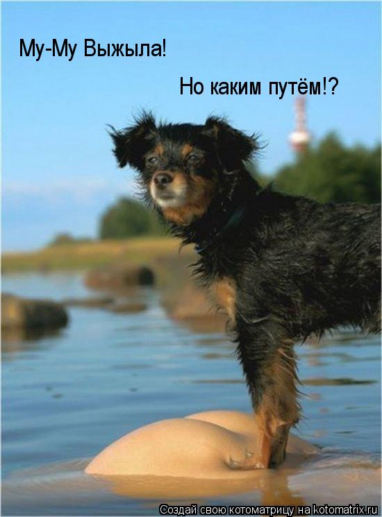 Котоматрица: Му-Му Выжыла! Но каким путём!?