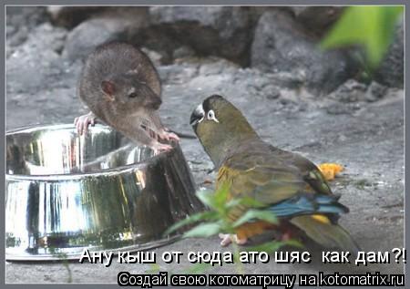 Котоматрица: Ану кыш от сюда ато шяс  как дам?!