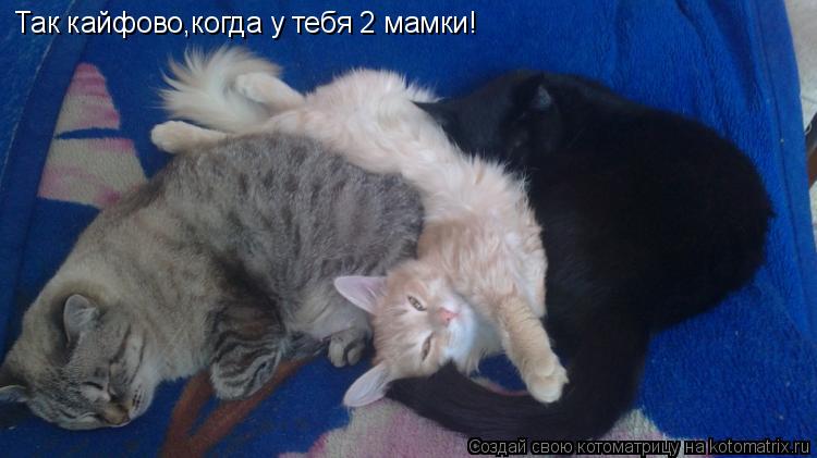 Котоматрица: Так кайфово,когда у тебя 2 мамки!