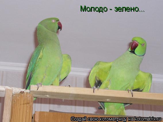 Котоматрица: Молодо - зелено...