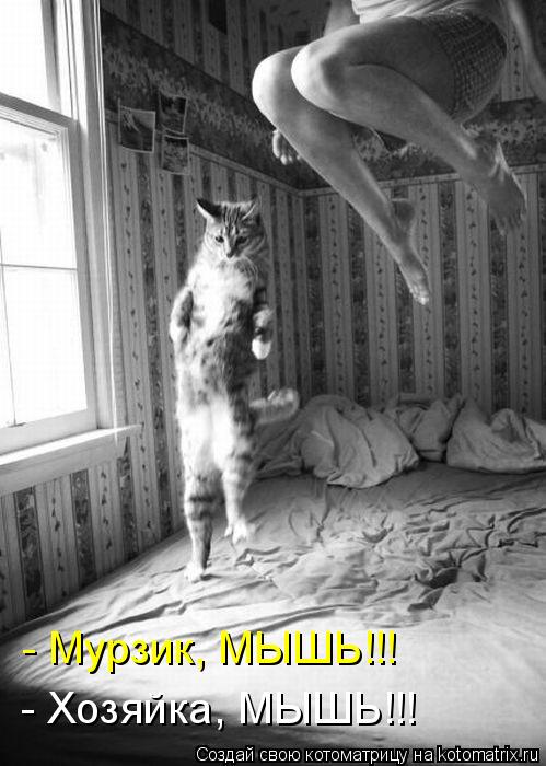 Котоматрица: - Мурзик, МЫШЬ!!! - Хозяйка, МЫШЬ!!!