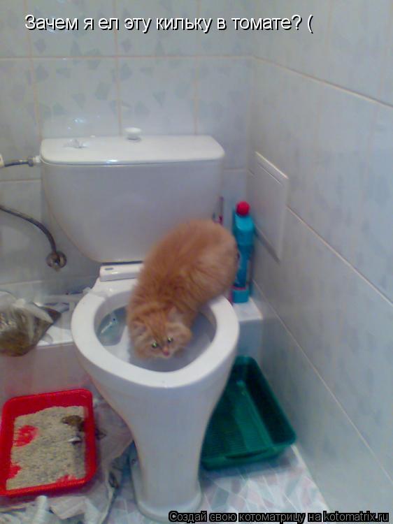 Котоматрица: Зачем я ел эту кильку в томате? (