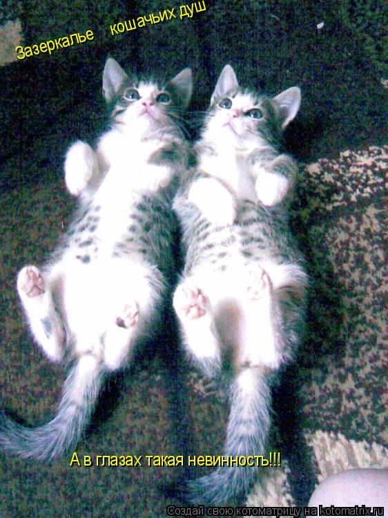 Котоматрица: Зазеркалье кошачьих душ А в глазах такая невинность!!!