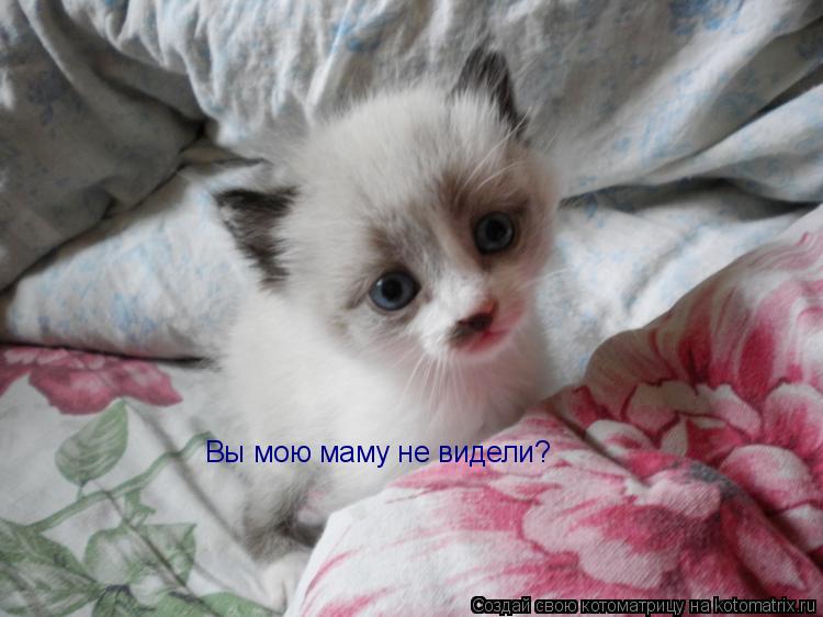 Вы мою маму не видели?... Котоматрица: Вы мою маму не видели?