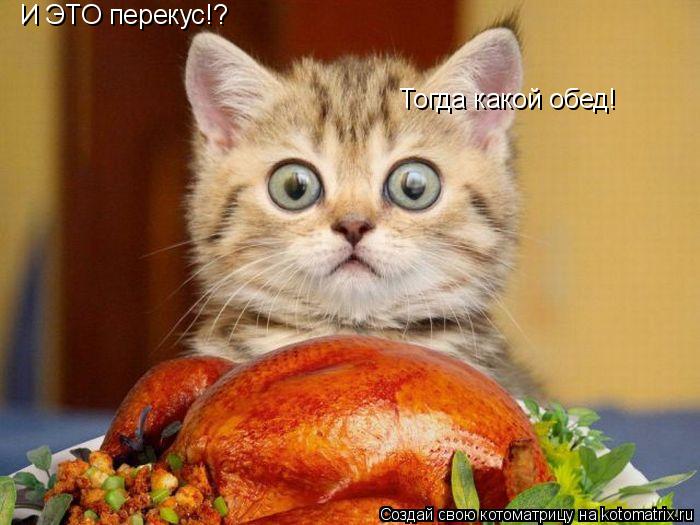 Котоматрица: И ЭТО перекус!? Тогда какой обед!