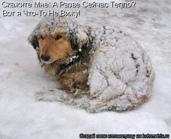 Котоматрица: Скажите Мне: А Разве Сейчас Тепло? Вот я Что-То Не Вижу!
