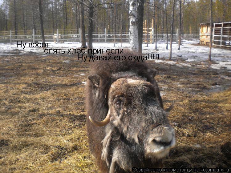 Котоматрица: Ну вооот... опять хлеб принесли Ну давай его сюда!!!!!