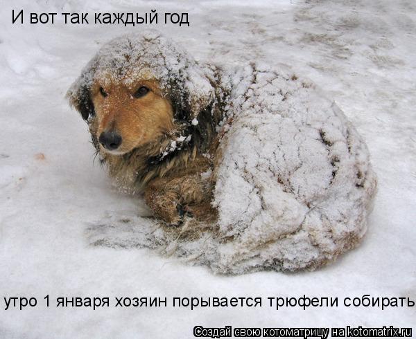 Котоматрица: И вот так каждый год:утро 1 января хозяинпорывается трюфели собирать И вот так каждый год утро 1 января хозяин порывается трюфели собирать
