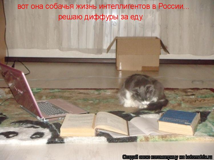 Котоматрица: вот она собачья жизнь интеллигентов в россии...  вот она собачья жизнь интеллигентов в России...  решаю диффуры за еду.
