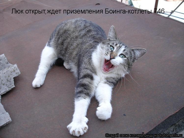 Котоматрица: Люк открыт,ждет приземления Боинга-котлеты 746