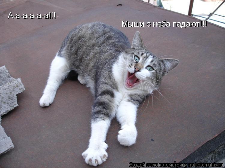 Котоматрица: А-а-а-а-а-а!!! Мыши с неба падают!!!