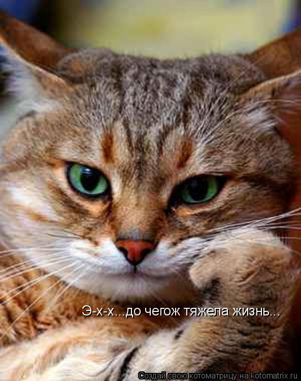 Котоматрица: Э-х-х...до чегож тяжела жизнь...
