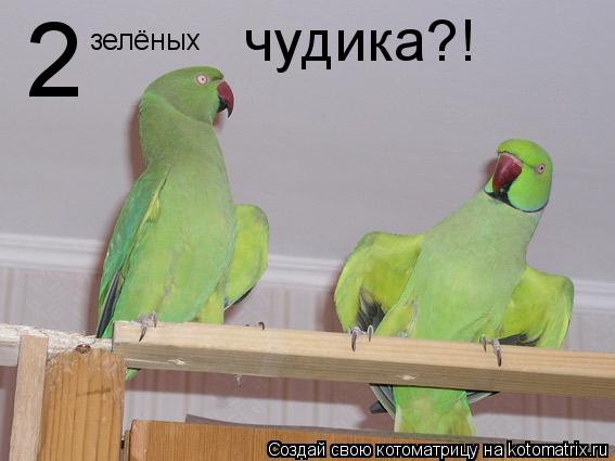Котоматрица: 2 зелёных   чудика?!