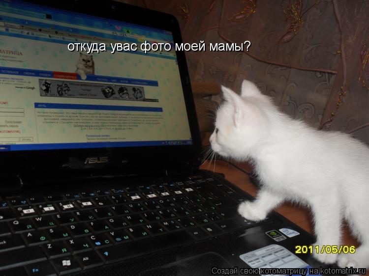 Котоматрица: откуда увас фото моей мамы?