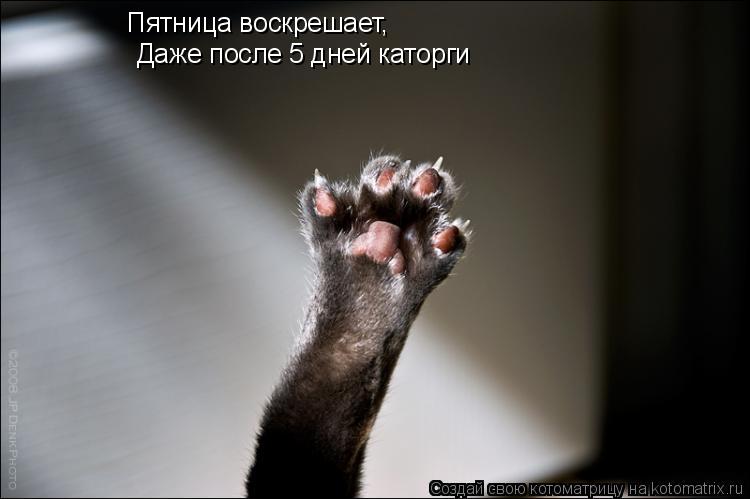 Котоматрица: Пятница воскрешает, Даже после 5 дней каторги