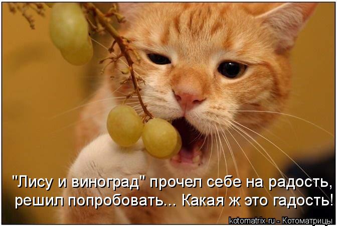 Котоматрица: "Лису и виноград" прочел себе на радость, решил попробовать... Какая ж это гадость!