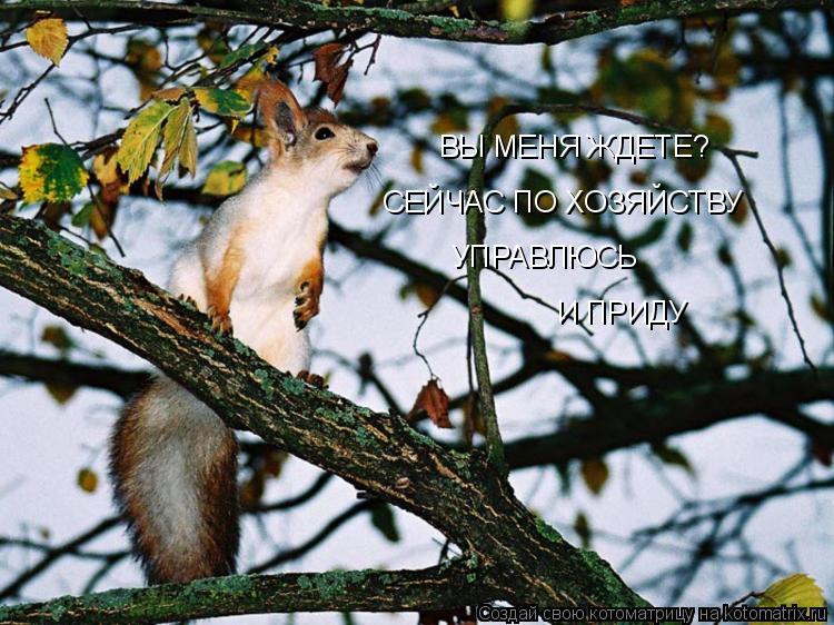 Котоматрица: ВЫ МЕНЯ ЖДЕТЕ? СЕЙЧАС ПО ХОЗЯЙСТВУ УПРАВЛЮСЬ И ПРИДУ