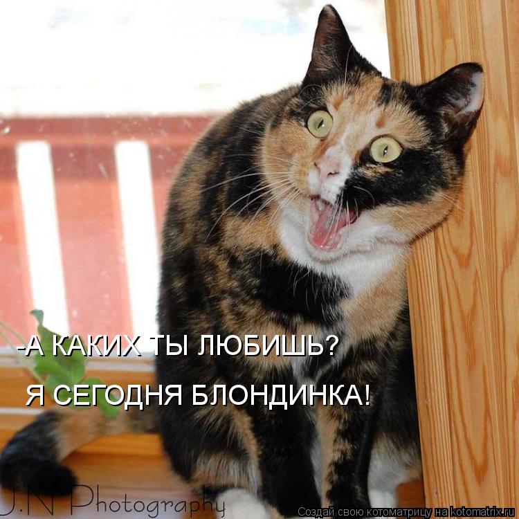 Котоматрица: -А КАКИХ ТЫ ЛЮБИШЬ? Я СЕГОДНЯ БЛОНДИНКА!