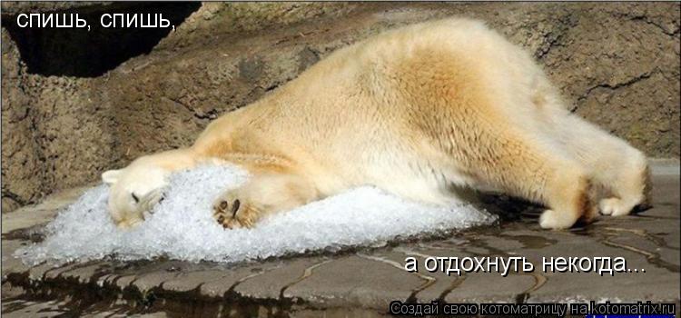Котоматрица: спишь, спишь, а отдохнуть некогда...