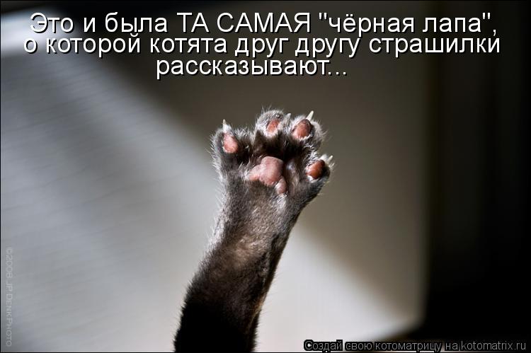 Котоматрица: Это и была ТА САМАЯ "чёрная лапа", о которой котята друг другу страшилки  рассказывают...