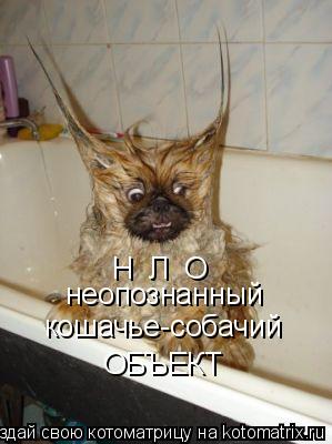 Котоматрица: Н  Л  О неопознанный кошачье-собачий ОБЪЕКТ