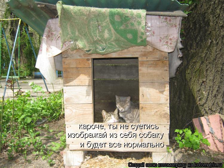 Котоматрица: кароче, ты не суетись изображай из себя собаку и будет все нормально