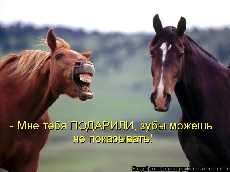 Котоматрица: - Мне тебя ПОДАРИЛИ, зубы можешь не показывать!