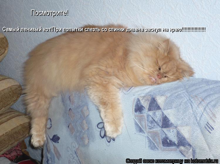 Котоматрица: Посмотрите!  Самый ленивый кот!При попытки слезть со спинки дивана заснул на краю!!!!!!!!!!!!!!!!!
