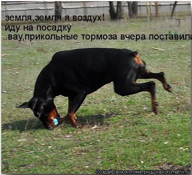 Котоматрица: земля,земля я воздух! иду на посадку ..вау,прикольные тормоза вчера поставили!