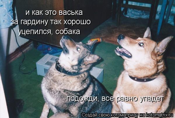 Котоматрица: подожди, все равно упадет уцепился, собака и как это васька за гардину так хорошо