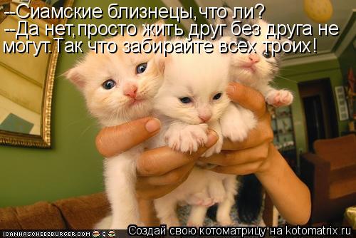 Котоматрица: --Сиамские близнецы,что ли? --Да нет,просто жить друг без друга не могут.Так что забирайте всех троих!