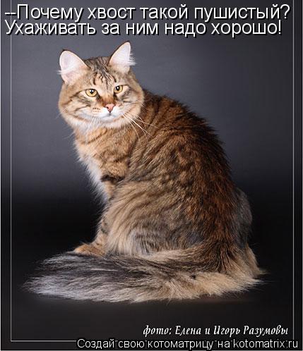 Котоматрица: --Почему хвост такой пушистый? Ухаживать за ним надо хорошо!