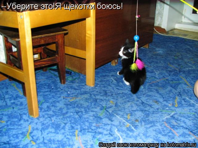 Котоматрица: --Уберите это!Я щекотки боюсь!