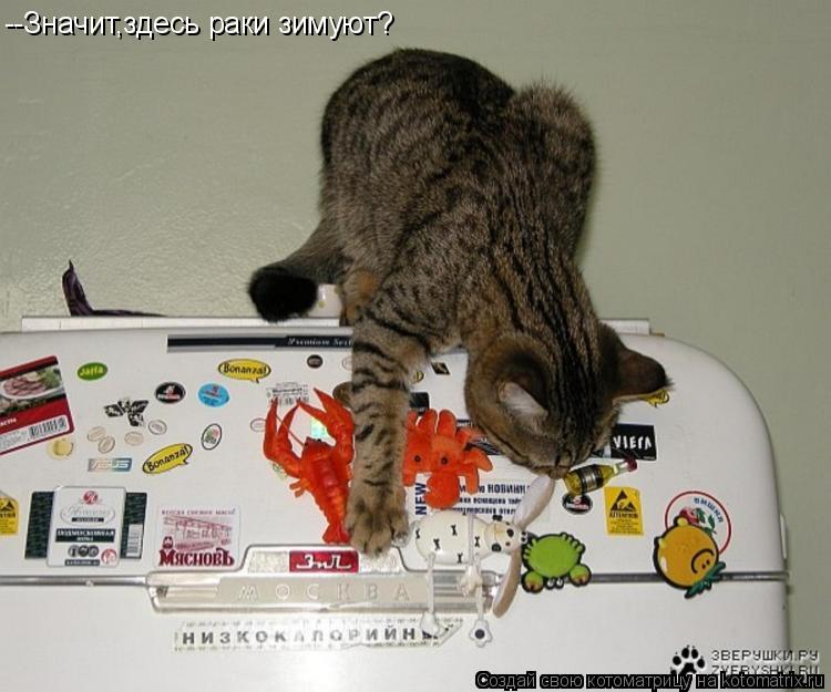 Котоматрица: --Значит,здесь раки зимуют?
