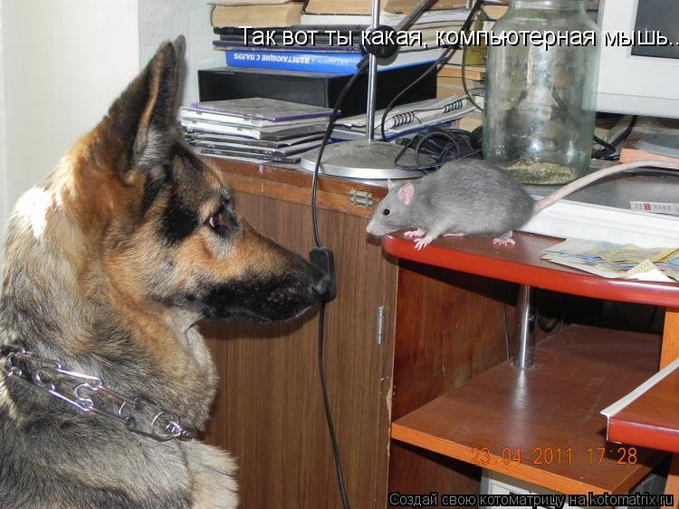 Так вот ты какая, компьютерная мышь...... Котоматрица: Так вот ты какая, компьютерная мышь...