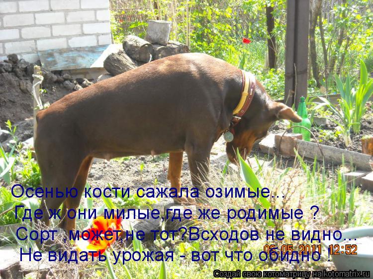 Котоматрица: Осенью кости сажала озимые... Где ж они милые,где же родимые ? Сорт ,может,не тот?Всходов не видно... Не видать урожая - вот что обидно !