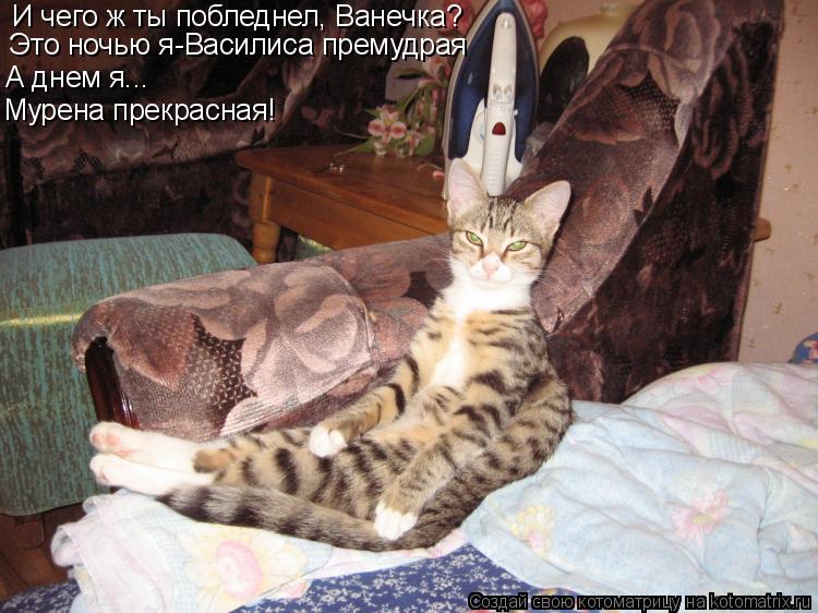 Котоматрица: И чего ж ты побледнел, Ванечка? Это ночью я-Василиса премудрая А днем я... Мурена прекрасная!