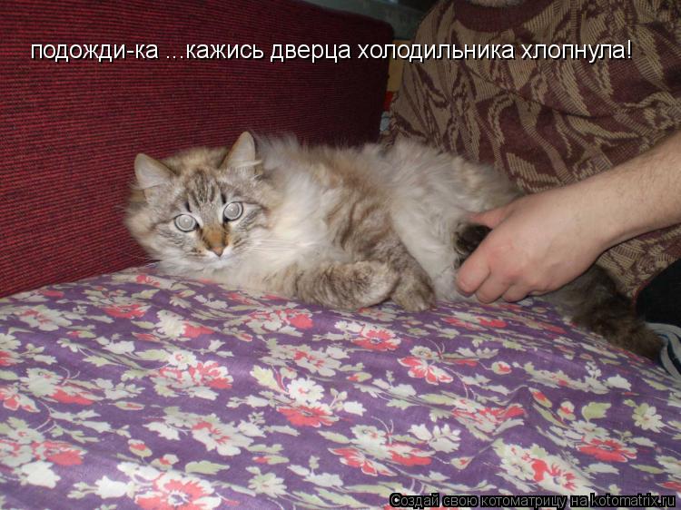 Котоматрица: подожди-ка ...кажись дверца холодильника хлопнула!