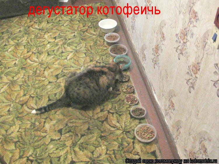 Котоматрица: дегустатор котофеичь
