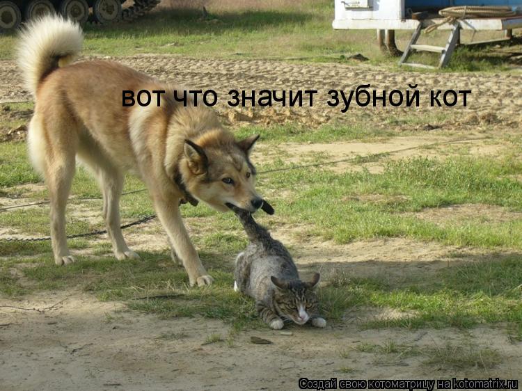Котоматрица: вот что значит зубной кот